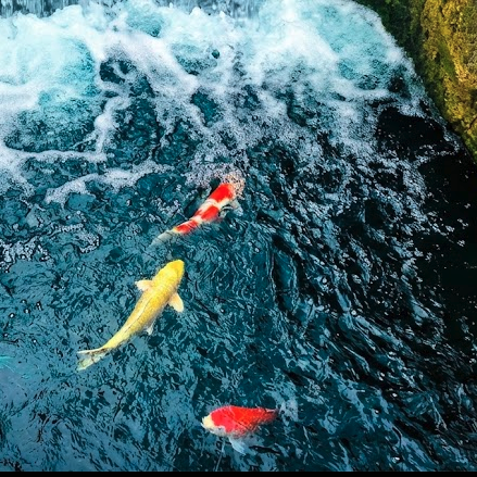 KoiGuard — The Gold Standard for Every Pond